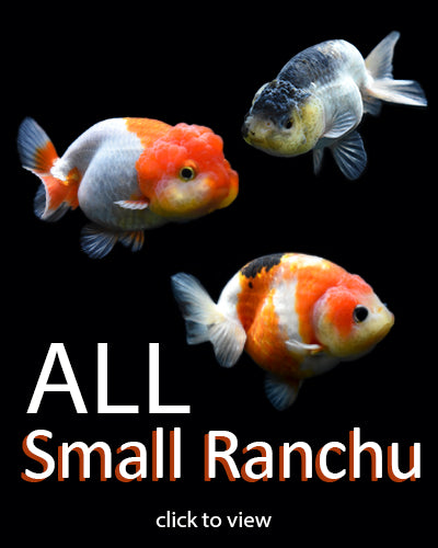 All Small Ranchu – King Koi and Goldfish