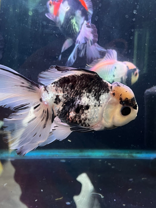 Thai Oranda  Panda 6 Inch (ID#415T6b-113) Please See Notes