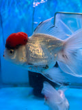 Thai Oranda  Red Cap 5.5 Inch (ID#913To13a-22) Free2Day SHIPPING Please see notes