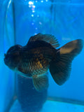 Short Body Thai Oranda  Black 4 Inch (ID#1004To14a-44) Free2Day SHIPPING Please see notes