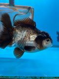 Short Body Thai Oranda  Panda 5 Inch (ID#917To14a-85) Free2Day SHIPPING Please see notes