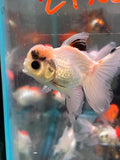 Juvenile Thai Oranda  Tricolor 4 Inch (ID#917To13b-50) Free2Day SHIPPING Please see notes