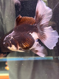 Thai Oranda  Tricolor 4.5 Inch (ID#924To1b-37) Free2Day SHIPPING. Please see notes