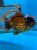 Short Body Thai Oranda  Panda 4.5 Inch (ID#830To14a-81) Free2Day SHIPPING. Please see notes