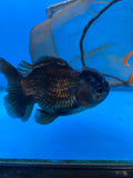 Short Body Thai Oranda  Black 4 Inch (ID#1004To14a-44) Free2Day SHIPPING Please see notes