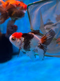 Juvenile Thai Oranda  Tricolor 3.5 Inch (ID#1126To13bPT6-69) Free2Day SHIPPING Please see notes