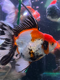 Thai Oranda  Tricolor 6 Inch (ID#328T6b-121) Please See Notes