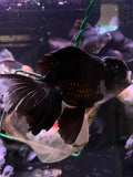 Thai Oranda  Panda 6.5 Inch (ID#1105To6a-103)