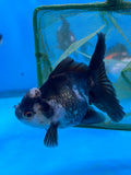 Juvenile Thai Oranda  Panda 3.5 Inch (ID#1105ToPT5-70) Free2Day SHIPPING Please see notes