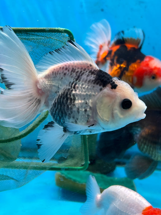 Thai Oranda  Panda 4.5 Inch (ID#1114T8a-47) Free2Day SHIPPING Please See Notes