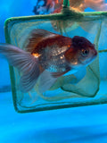 Juvenile Thai Oranda  Panda 3.5 Inch (ID#1022To13b-90) Free2Day SHIPPING Please see notes