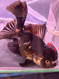 Thai Oranda  Tricolor 4.5 Inch (ID#920To1b-32) Free2Day SHIPPING Please see notes