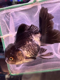 Thai Oranda  Panda 4.5 Inch (ID#920To1b-34) Free2Day SHIPPING Please see notes