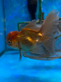 Juvenile Thai Oranda  Bronze 4 Inch (ID#1122To13bPT6-65) Free2Day SHIPPING Please see notes