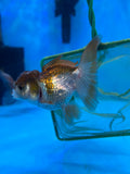 Juvenile Thai Oranda  Panda 3.5 Inch (ID#1105ToPT5-79) Free2Day SHIPPING Please see notes