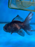 Juvenile Thai Oranda  Panda 4 Inch (ID#1025ToPT5-89) Free2Day SHIPPING Please see notes