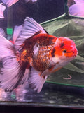 Thai Oranda  Tricolor 6 Inch (ID#311To6b-124)