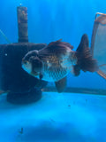 Short Body Thai Oranda  Panda 5 Inch (ID#917To14a-85) Free2Day SHIPPING Please see notes