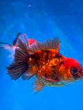 Juvenile Thai Oranda  Calico 3 Inch (ID#1022To13b-97) Free2Day SHIPPING Please see notes