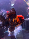 Thai Oranda  Tricolor 5.5 Inch (ID#415T6b-112) Please See Notes