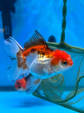 Juvenile Thai Oranda  Tricolor 3.5 Inch (ID#1105ToPT5-78) Free2Day SHIPPING Please see notes