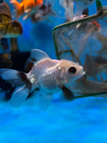 Juvenile Thai Oranda  Tricolor 3.5 Inch (ID#1122To13bPT6-72) Free2Day SHIPPING Please see notes