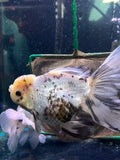 Thai Oranda  Lemon Head Panda 6.5 Inch (ID#401T6b-123)