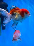 Juvenile Thai Oranda  Tricolor 3.5 Inch (ID#1101ToPT5-70) Free2Day SHIPPING Please see notes