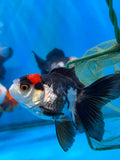 Juvenile Thai Oranda  Tricolor 3.5 Inch (ID#1101ToPT5-81) Free2Day SHIPPING Please see notes