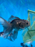 Juvenile Thai Oranda  Panda 4 Inch (ID#1025ToPT5-89) Free2Day SHIPPING Please see notes