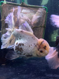 Thai Oranda  Lemon Head Panda 6.5 Inch (ID#401T6b-123)