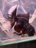 Thai Oranda  Tricolor 4.5 Inch (ID#924To1b-37) Free2Day SHIPPING. Please see notes