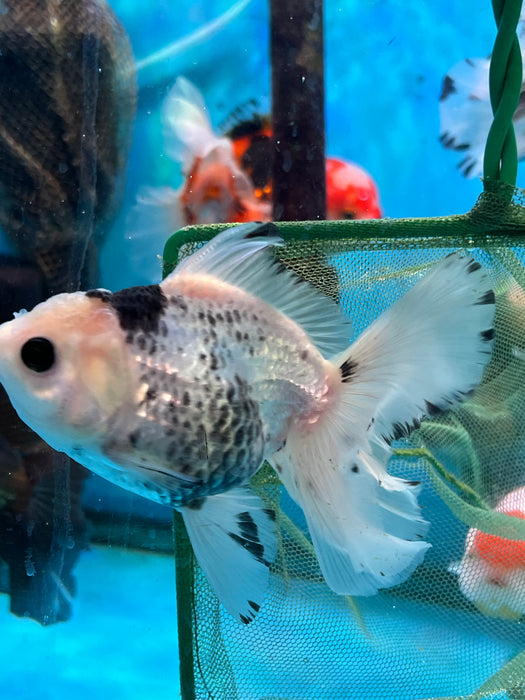 Thai Oranda  Panda 4.5 Inch (ID#1114T8a-47) Free2Day SHIPPING Please See Notes