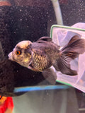 Thai Oranda  Panda 4 Inch (ID#920To1b-35) Free2Day SHIPPING Please see notes.