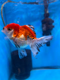 Juvenile Thai Oranda  Tricolor 3.5 Inch (ID#1101ToPT5-70) Free2Day SHIPPING Please see notes