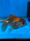 Juvenile Thai Oranda  Panda 4 Inch (ID#1022To13b-89) Free2Day SHIPPING Please see notes