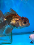 Juvenile Thai Oranda Bronze 3.5 Inch (ID#1018ToPT5-92) Free2Day SHIPPING Please see notes