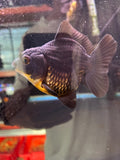 Thai Oranda  Bronze 4 Inch (ID#924To1b-33) Free2Day SHIPPING