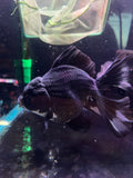 Thai Oranda  Panda 6 Inch (ID#830To6b-105) Please see notes