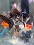 Juvenile Thai Oranda  Panda 3.5 Inch (ID#924To13b-24) Free2Day SHIPPING Please see notes.