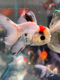 Juvenile Thai Oranda  Tricolor 4 Inch (ID#917To13b-50) Free2Day SHIPPING Please see notes