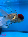 Thai Oranda  Red Cap 5.5 Inch (ID#913To13a-22) Free2Day SHIPPING Please see notes