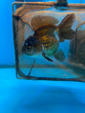 Short Body Thai Oranda  Panda 4 Inch (ID#924To14a-75) Free2Day SHIPPING Please see notes