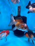 Juvenile Thai Oranda  Panda 3.5 Inch (ID#913To13b-47) Free2Day SHIPPING. Please see notes