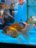 Juvenile Thai Oranda  Panda 4 Inch (ID#1022To13b-89) Free2Day SHIPPING Please see notes