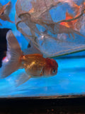 Juvenile Thai Oranda  Bronze 4 Inch (ID#1122To13bPT6-65) Free2Day SHIPPING Please see notes