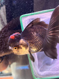 Thai Oranda  Tricolor 4.5 Inch (ID#920To1b-32) Free2Day SHIPPING Please see notes