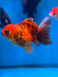 Juvenile Thai Oranda  Calico 3 Inch (ID#1022To13b-97) Free2Day SHIPPING Please see notes