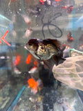 Juvenile Thai Oranda  Panda 3.5 Inch (ID#924To13b-24) Free2Day SHIPPING Please see notes.