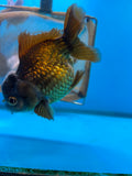 Short Body Thai Oranda  Panda 4.5 Inch (ID#830To14a-81) Free2Day SHIPPING. Please see notes